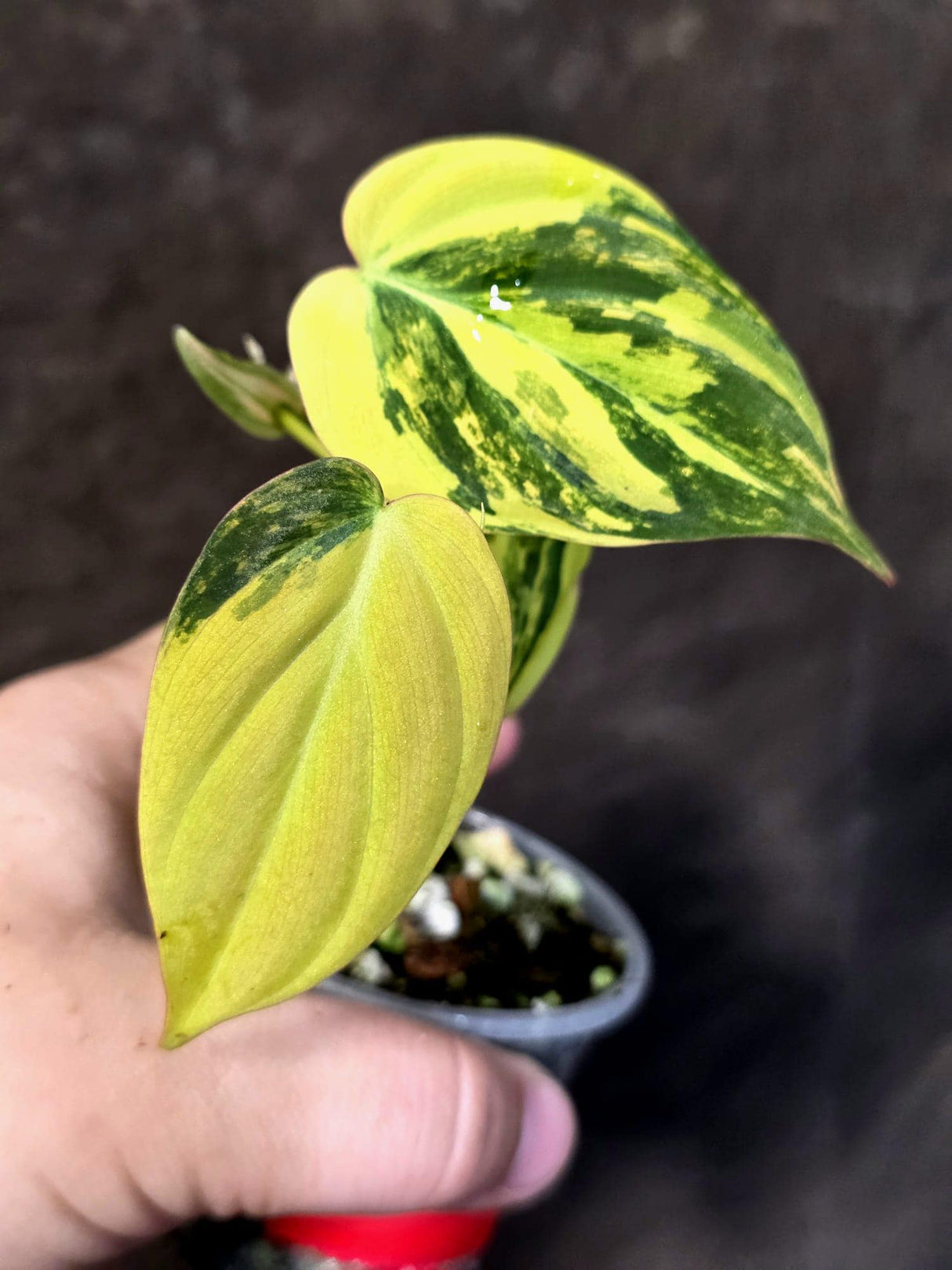 Variegated Philodendron Mican Aurea - Rare Collector Plant - (June-25-16)