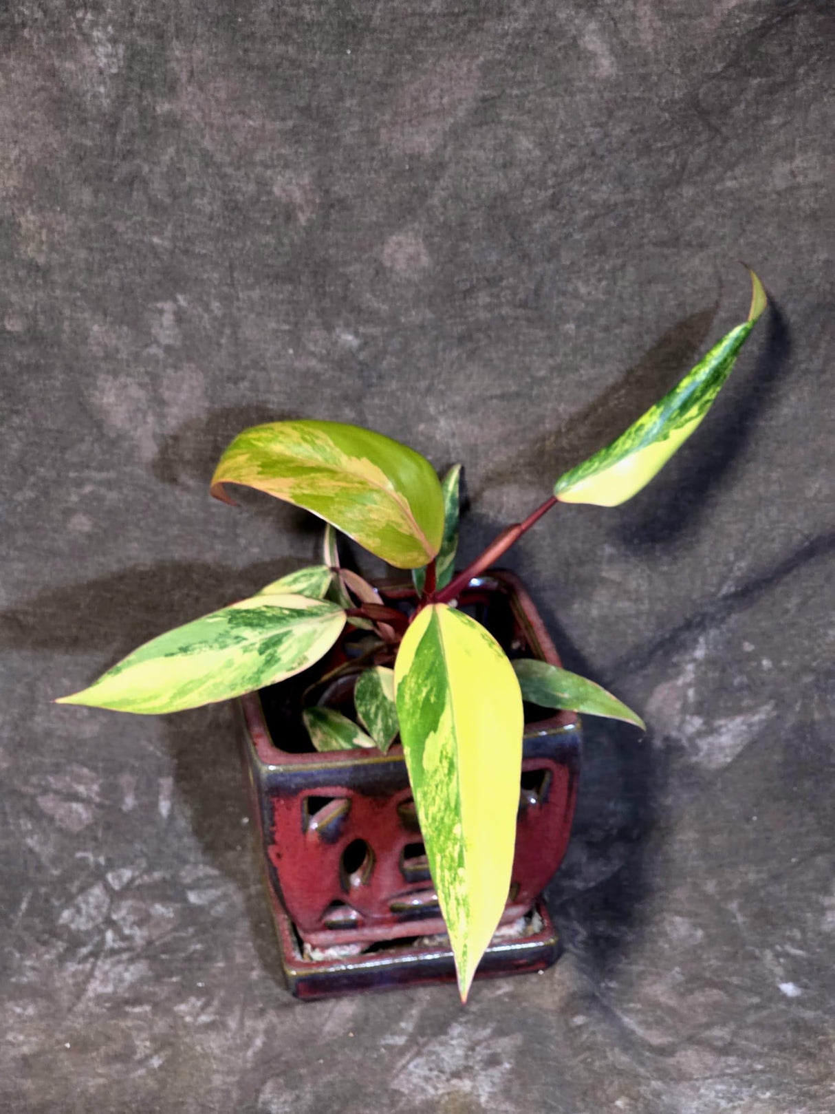 Variegated Philodendron Strawberry Shake - EXACT Plant - (June-21-64)
