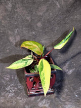 Variegated Philodendron Strawberry Shake - EXACT Plant - (June-21-64)