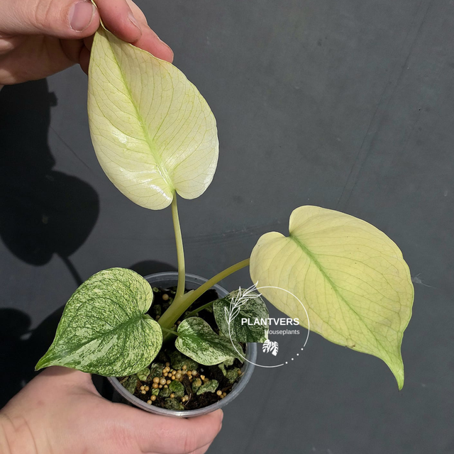 monstera deliciosa mint 