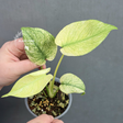 
Monstera Mint Plant
