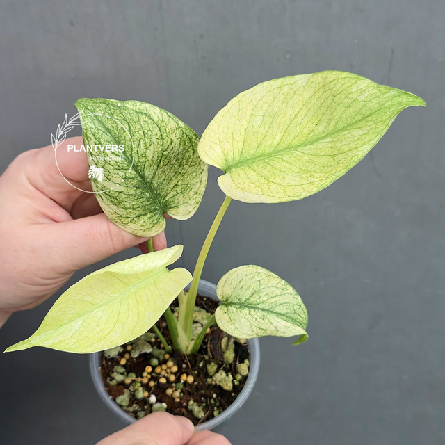 
Monstera Mint Plant
