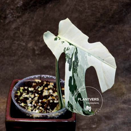 Variegated Monstera Albo - Rare Collector White Monstera Albo Borsigiana - EXACT Plant - US Seller