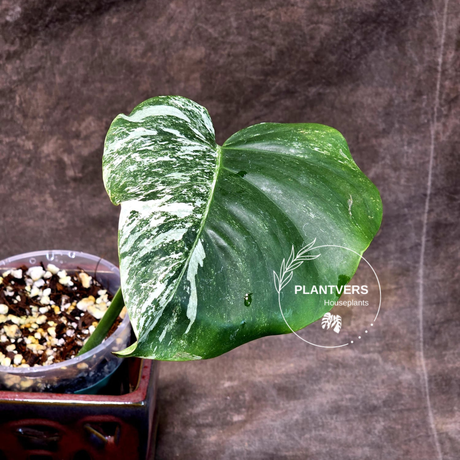 Variegated Monstera Albo - Rare Collector White Monstera Albo Borsigiana - EXACT Plant - US Seller