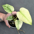 Variegated Monstera Mint Plant