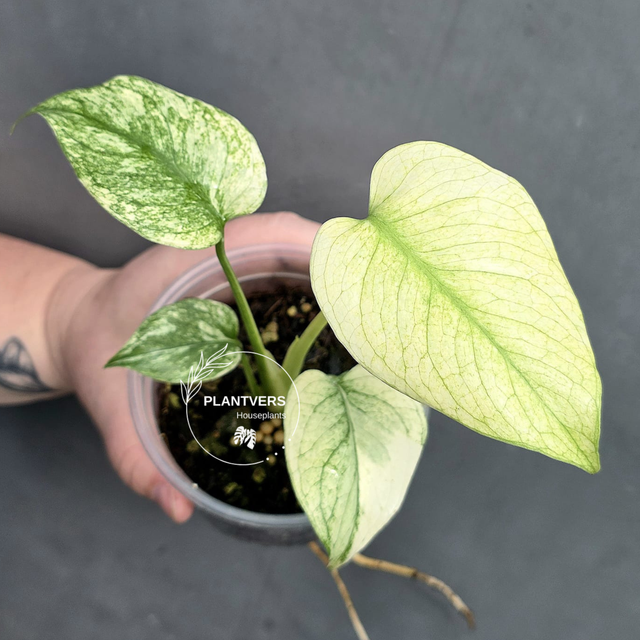 Variegated Monstera Mint Plant
