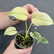 Variegated Monstera Mint Plant
