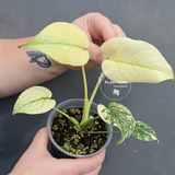 Variegated Monstera Mint Plant