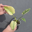 Monstera Mint Live Plant