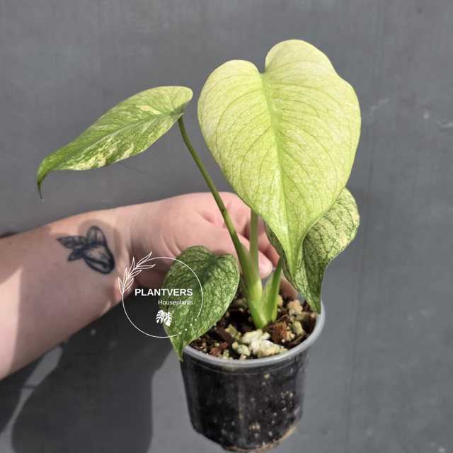 Monstera Mint Live Plant