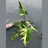 Philodendron Florida Beauty x Tortum Extremely Rare Plant Exact Pot - Cream, White Variegation Super Rare Collector EXACT Plant
