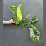 Philodendron Florida Beauty x Paraiso Verde in a Nursery Pot - Variegation Super Rare Collector EXACT Plant - Gift Plant - US Seller