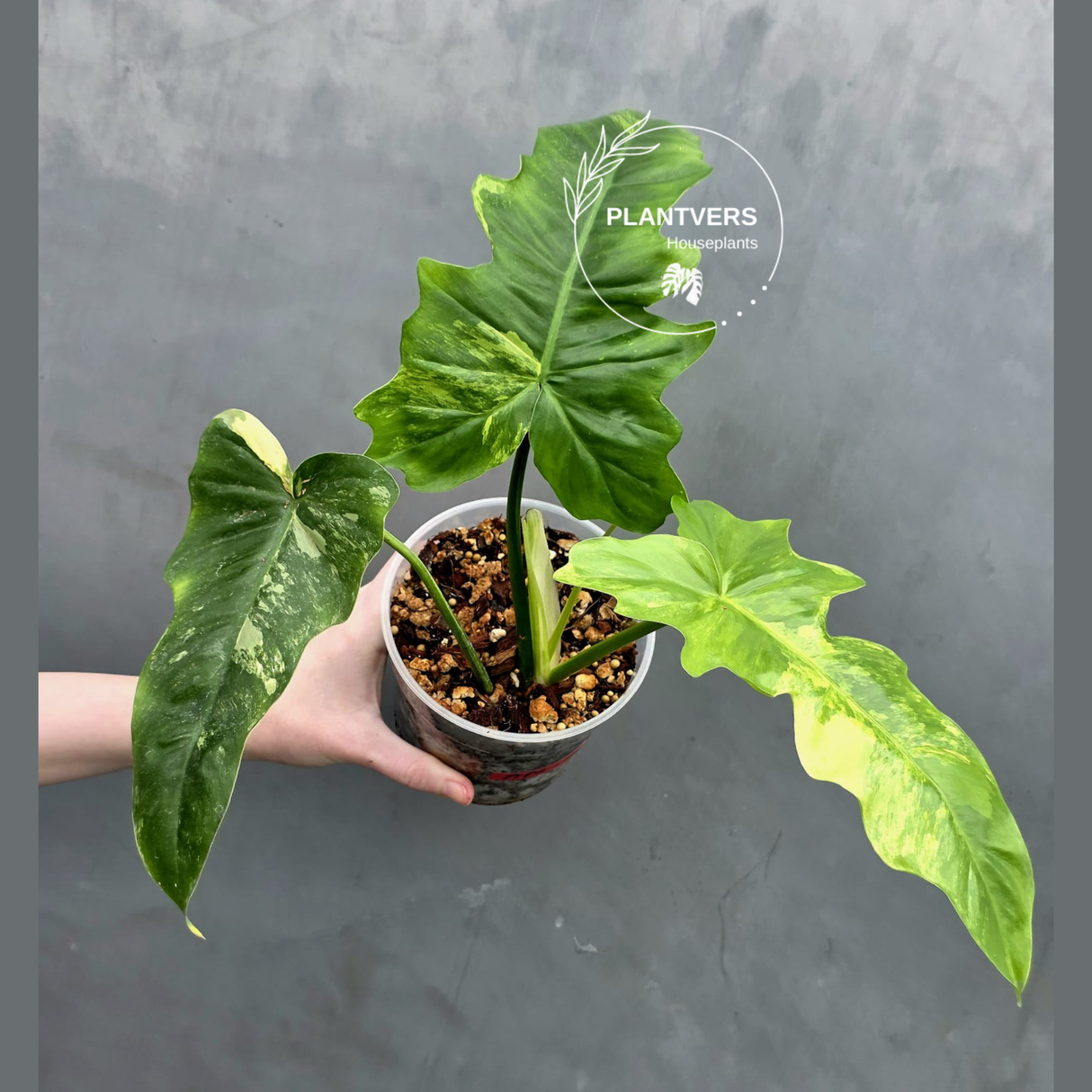 Variegated Philodendron Florida Beauty x Mayoi - Super Rare Live Plants - Air Purifier Plant for Home Decor - Exact Same Plant - US Seller
