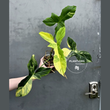 Philodendron Florida Beauty x Paraiso Verde in a Nursery Pot - Variegation Super Rare Collector EXACT Plant - Gift Plant - US Seller