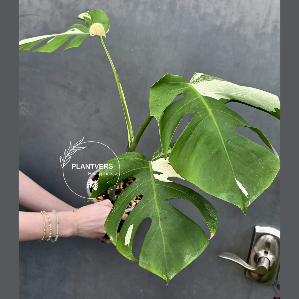 Rare Variegated Monstera Albo Live Plant - White Albo Borsigiana - Exact Same Plant - US Seller