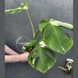 Rare Variegated Monstera Albo Live Plant - White Albo Borsigiana - Exact Same Plant - US Seller