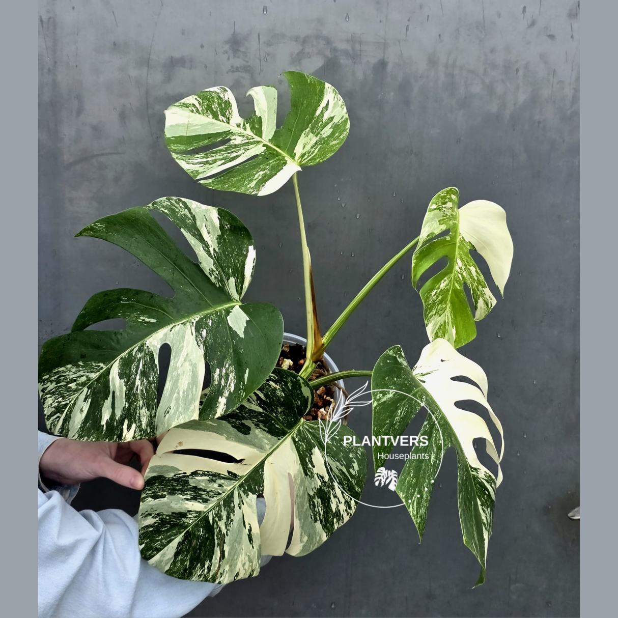 Rare Variegated Monstera Albo - White Albo Borsigiana Mature EXACT Plant - Large Form - US Seller