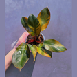 Cardinal Plant
