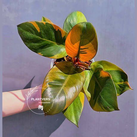 Philodendron Black plant
