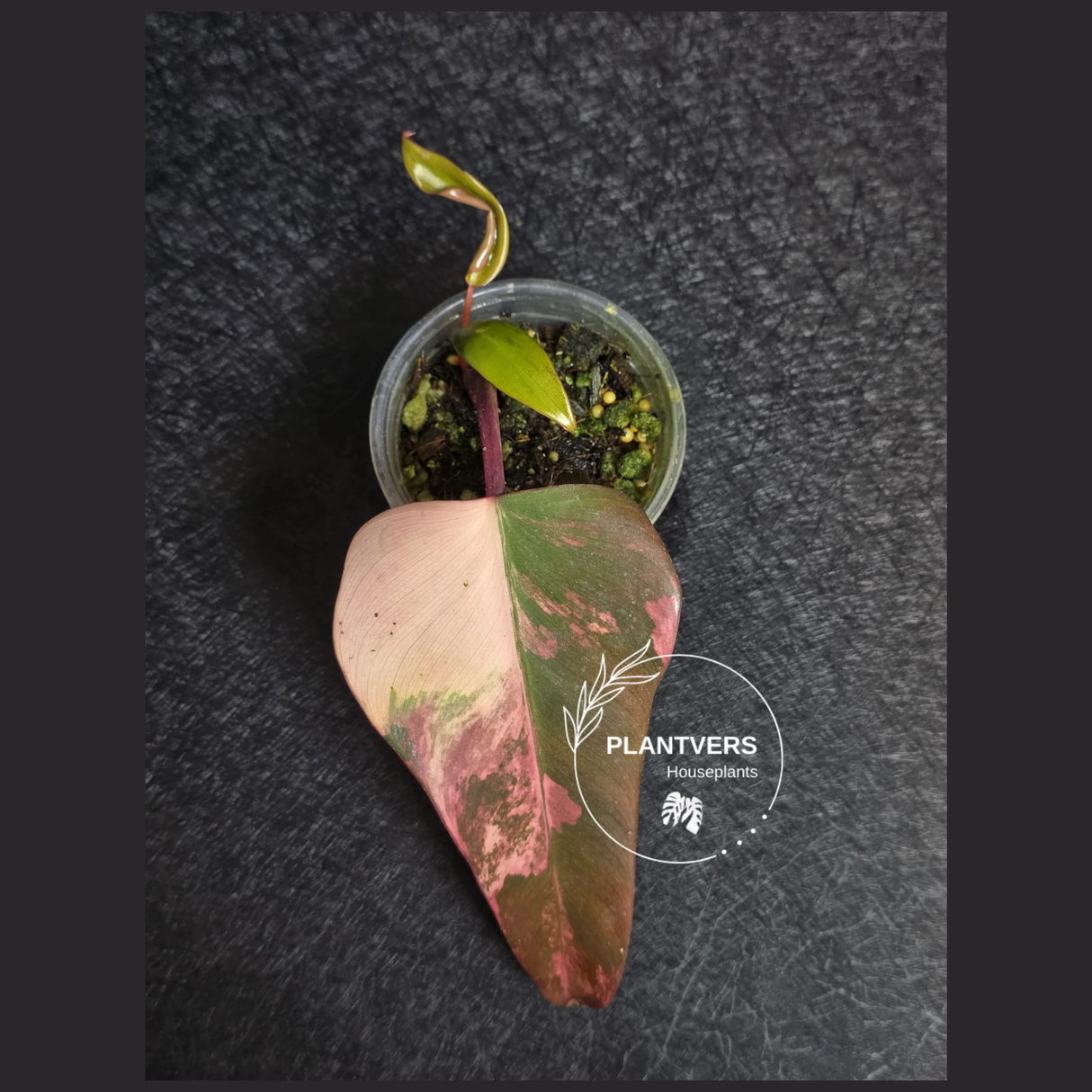 Variegated Philodendron Strawberry Shake - Rare Collector Plant - Exact Plant - US Seller
