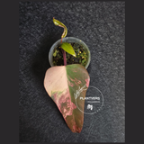 Variegated Philodendron Strawberry Shake - Rare Collector Plant - Exact Plant - US Seller