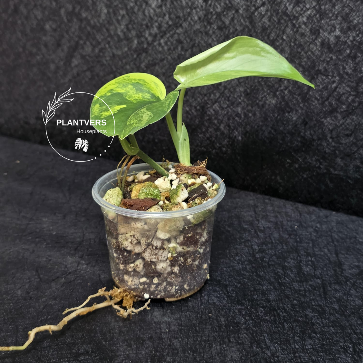 Scindapsus Jade Satin Variegated Plant - Rare Tropical - EXACT Plant - US Seller