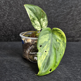 Scindapsus Jade Satin Variegated Plant - Rare Tropical - EXACT Plant - US Seller
