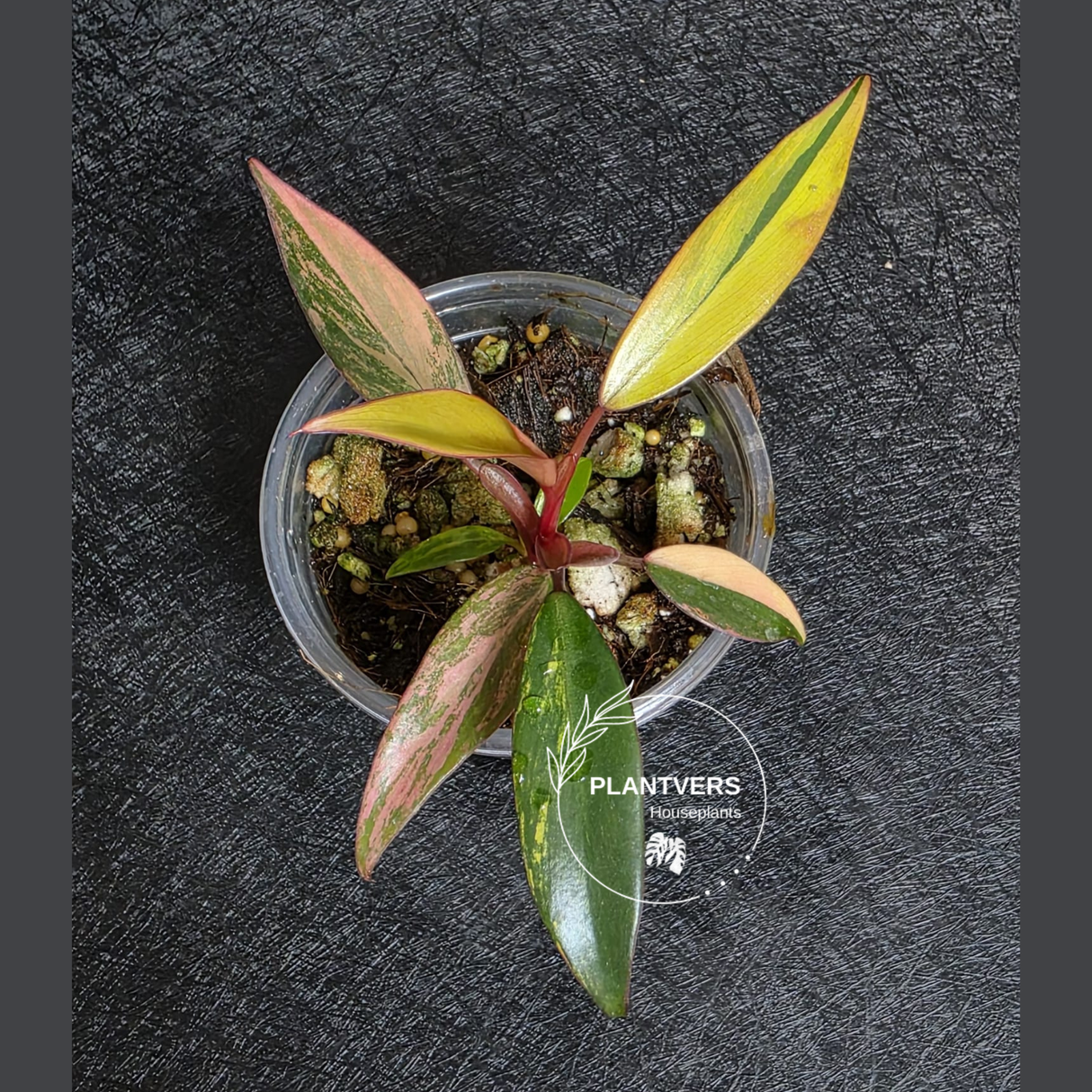 Variegated Philodendron Strawberry Shake - Rare Collector Plant - Exact Plant - US Seller