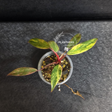 Variegated Philodendron Strawberry Shake - Rare Collector Plant - Exact Plant - US Seller