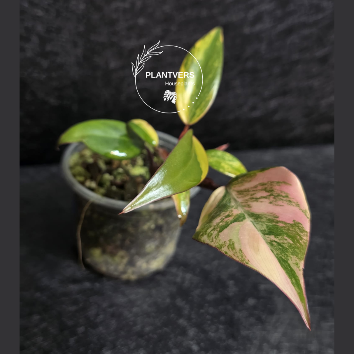 Variegated Philodendron Strawberry Shake - Rare Collector Plant - Exact Plant - US Seller