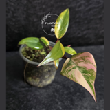 Variegated Philodendron Strawberry Shake - Rare Collector Plant - Exact Plant - US Seller