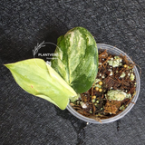 Scindapsus Jade Satin Variegated Plant - Rare Tropical - EXACT Plant - US Seller