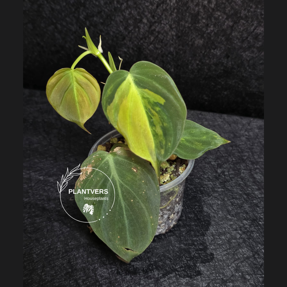 Variegated Philodendron Mican Aurea in a Nursery Pot - Rare Collector Plant - EXACT Plant - US SELLER