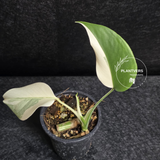 Variegated Monstera Albo - Rare White Monstera Borsigiana Baby Leaf EXACT Plant - US Seller