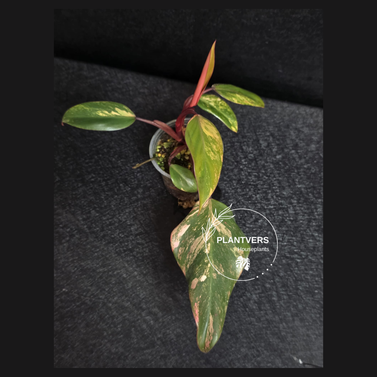 Variegated Philodendron Strawberry Shake - Rare Collector Plant - Exact Plant - US Seller