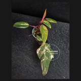 Variegated Philodendron Strawberry Shake - Rare Collector Plant - Exact Plant - US Seller