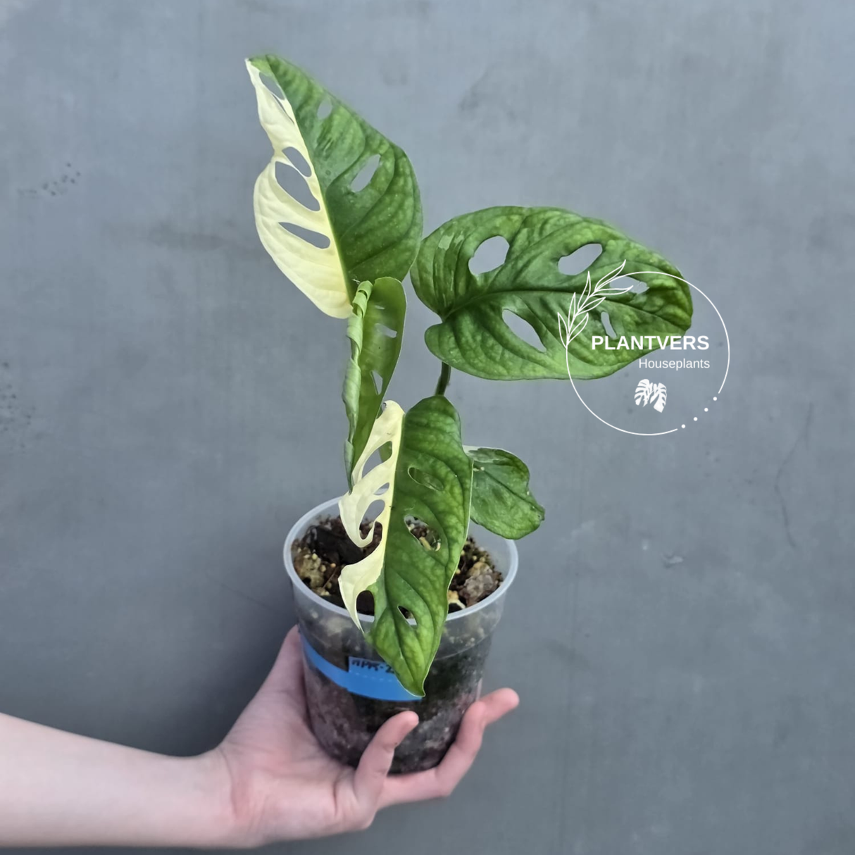 High Variegated White Monstera Adansonii Albo - Swiss Cheese Half-Moon Collector Rare EXACT Plant - US Seller (Copy)