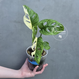 High Variegated White Monstera Adansonii Albo - Swiss Cheese Half-Moon Collector Rare EXACT Plant - US Seller (Copy)