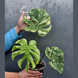 Variegated Monstera Legacy - Super Rare Monstera Indoor Plant - Collector's Aroid - EXACT Plant - US Seller