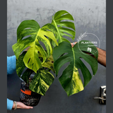 Monstera Aurea Variegated Borsigiana Live plant - Monstera Marmota Large Form - EXACT Same Plant - US Seller