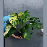 Monstera Aurea Variegated Borsigiana Live plant - Monstera Marmota Large Form - EXACT Same Plant - US Seller