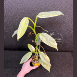 Super Rare Philodendron Silver Sword Variegated Plant - Collectors Plant - Rare Variegated Aroid Live Plant - Exact Same Plant - Us Seller