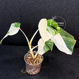 Rare Variegated Monstera Albo Half-Moon Leaf Plant - White Albo Borsigiana Plant - EXACT Plant - US Seller