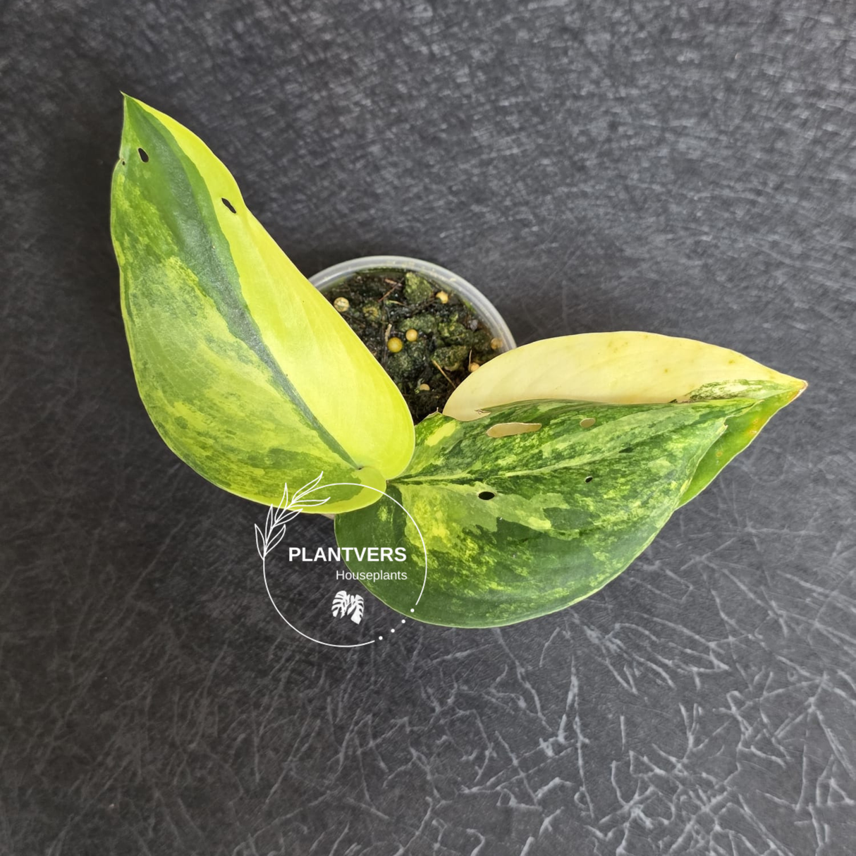 Scindapsus Jade Satin Variegated - Rare Tropical Plant - EXACT Plant - US Seller