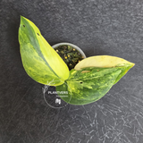 Scindapsus Jade Satin Variegated - Rare Tropical Plant - EXACT Plant - US Seller