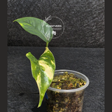 RARE Variegated 'Golden Flame' Epipremnum Pinnatum Plant - Yellow Flame Indoor Plant - EXACT Plant - US Seller