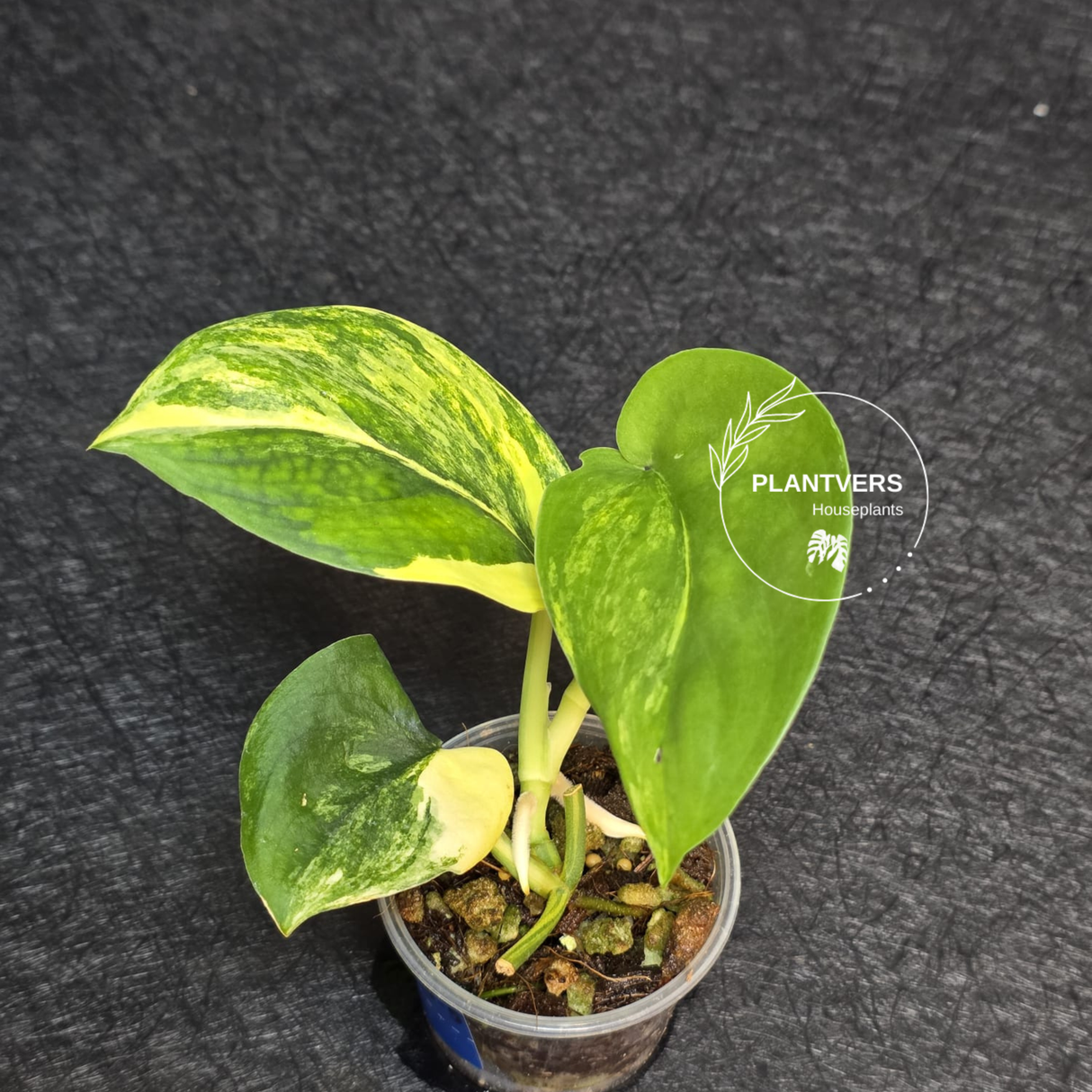 Scindapsus Jade Satin Variegated - Rare Tropical Plant - EXACT Plant - US Seller