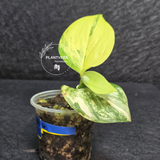 Scindapsus Jade Satin Variegated - Rare Tropical Plant - EXACT Plant - US Seller