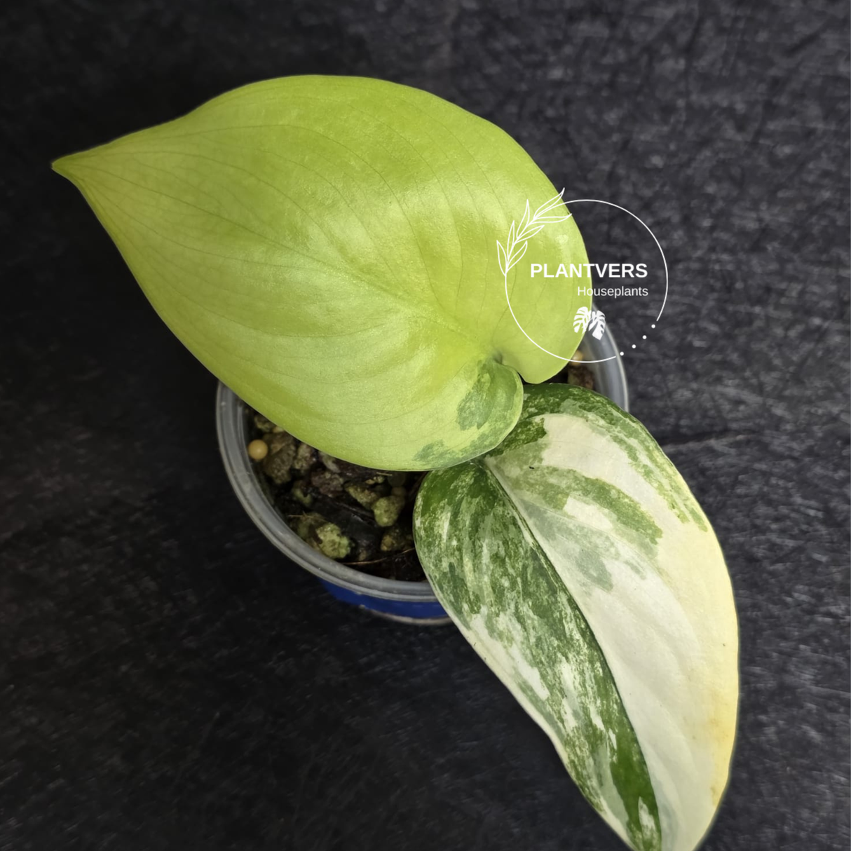 Scindapsus Jade Satin Variegated - Rare Tropical Plant - EXACT Plant - US Seller