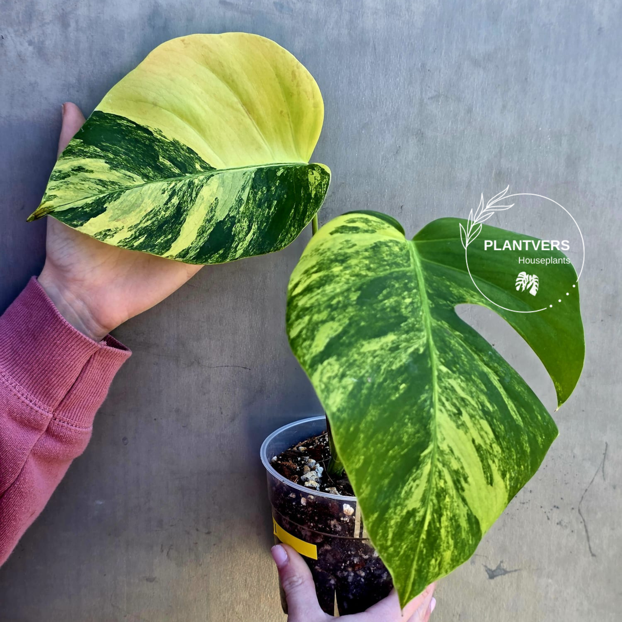 Monstera Aurea Variegated Borsigiana in a Nursery Pot - Rare Monstera Marmota - SAME Plant - US Seller